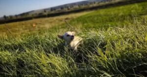 Sola e abbandonata in mezzo all’erba, senza mamma e senza cibo, abbaiava spaventata per chiedere aiuto (VIDEO)