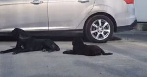 Cagnolino e il suo cucciolo hanno vissuto per settimane in un parcheggio: trovano una casa amorevole per sempre (VIDEO)