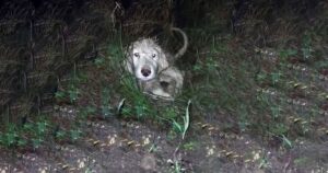 Di notte sotto la pioggia battente, due cuccioli sono stati abbandonati sul ciglio di una strada: purtroppo uno dei due non ce l’ha fatta (VIDEO)