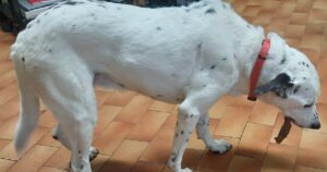 Dopo aver vissuto 7 anni in famiglia il cane di 13 anni viene abbandonato per un motivo scioccante