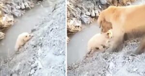 Il cucciolo sta per cadere in un fosso: la mamma Golden Retriever corre a salvarlo