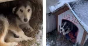 Jess e Nixie, i due cani abbandonati sulla neve costretti a badare a loro stessi (VIDEO)