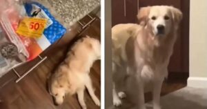 Il cane dorme beato e nessun rumore riesce a svegliarlo, ma quando la padrona fa una cosa in particolare lui si alza subito (VIDEO)