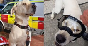 Labrador Retriever considerato ribelle smentisce tutti, diventando un cane da salvataggio (VIDEO)