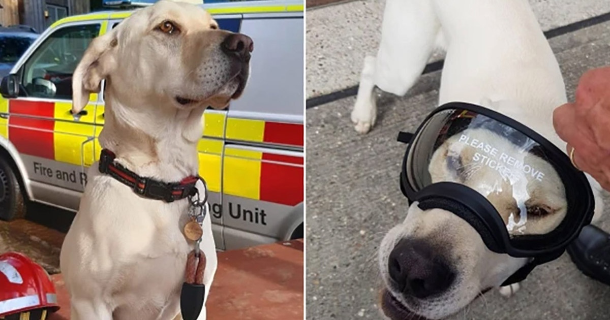 Labrador Retriever considerato ribelle smentisce tutti quanti, diventando un cane di salvataggio