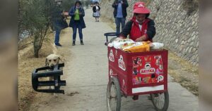 Labrador Retriever ama aiutare sua madre a lavoro e nelle faccende quotidiane