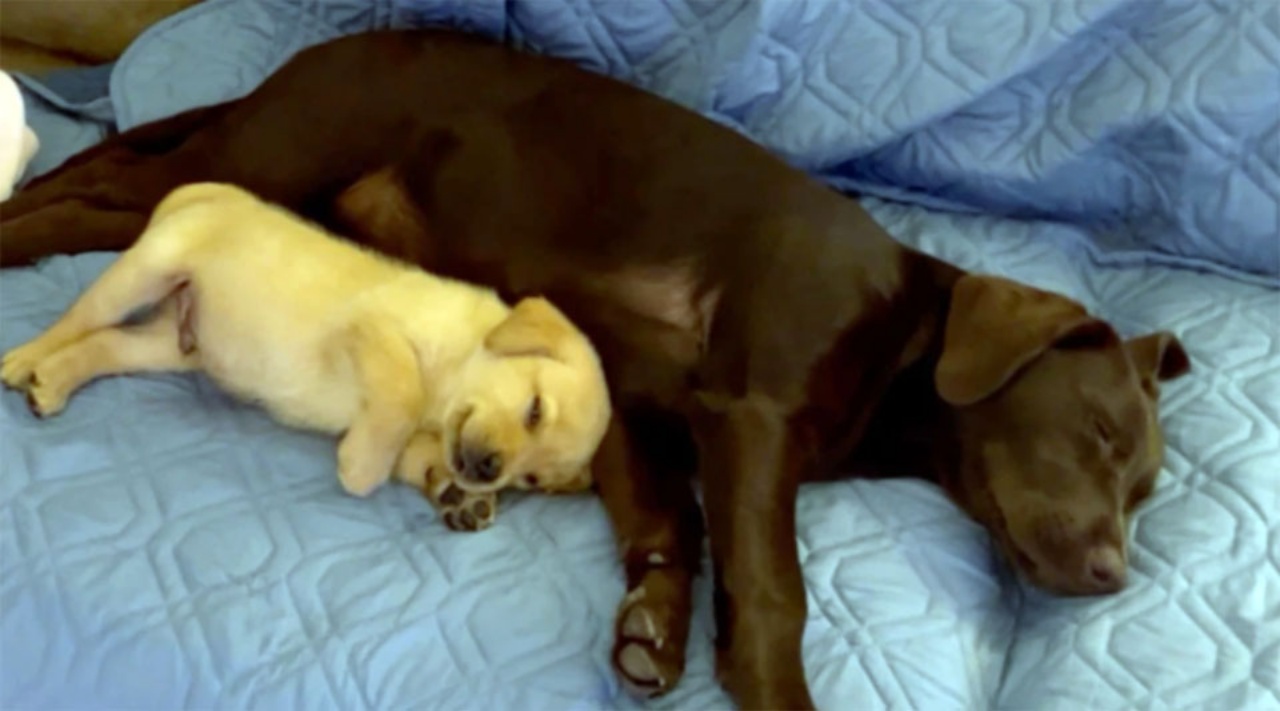 Cucciolo di Labrador soffre di ansia e trova un amico in questo dolce pelosetto