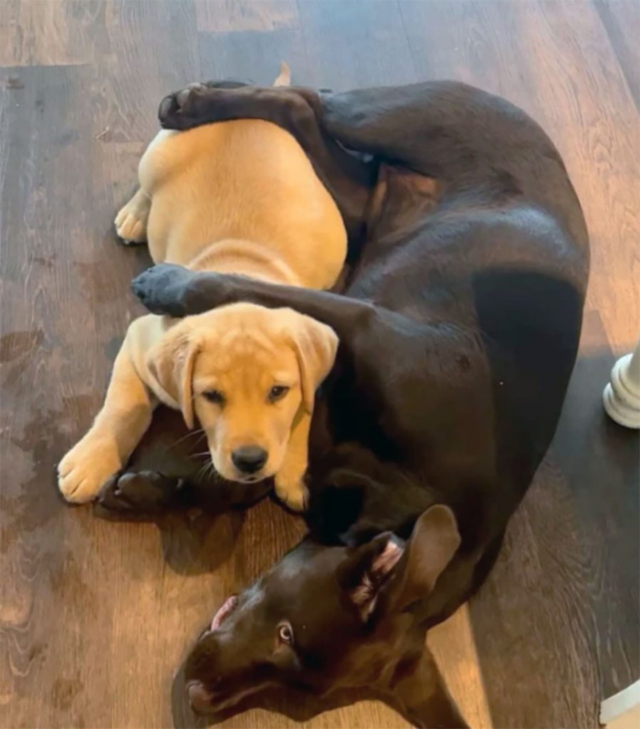 Labrador soffre di ansia e trova un amico