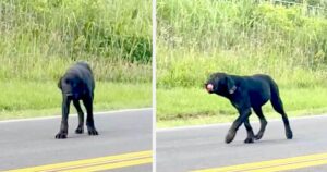 Labrador viene abbandonato e attende per giorni che la sua famiglia torni a prenderlo (VIDEO)