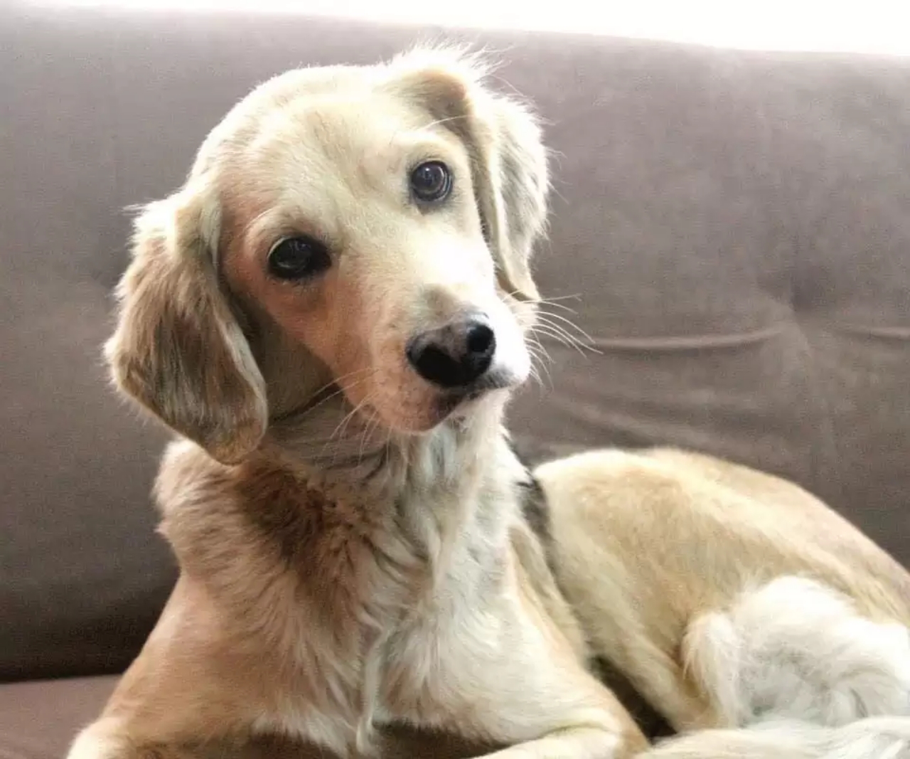 Papà e il cane che non voleva hanno ora la loro routine personale della buonanotte