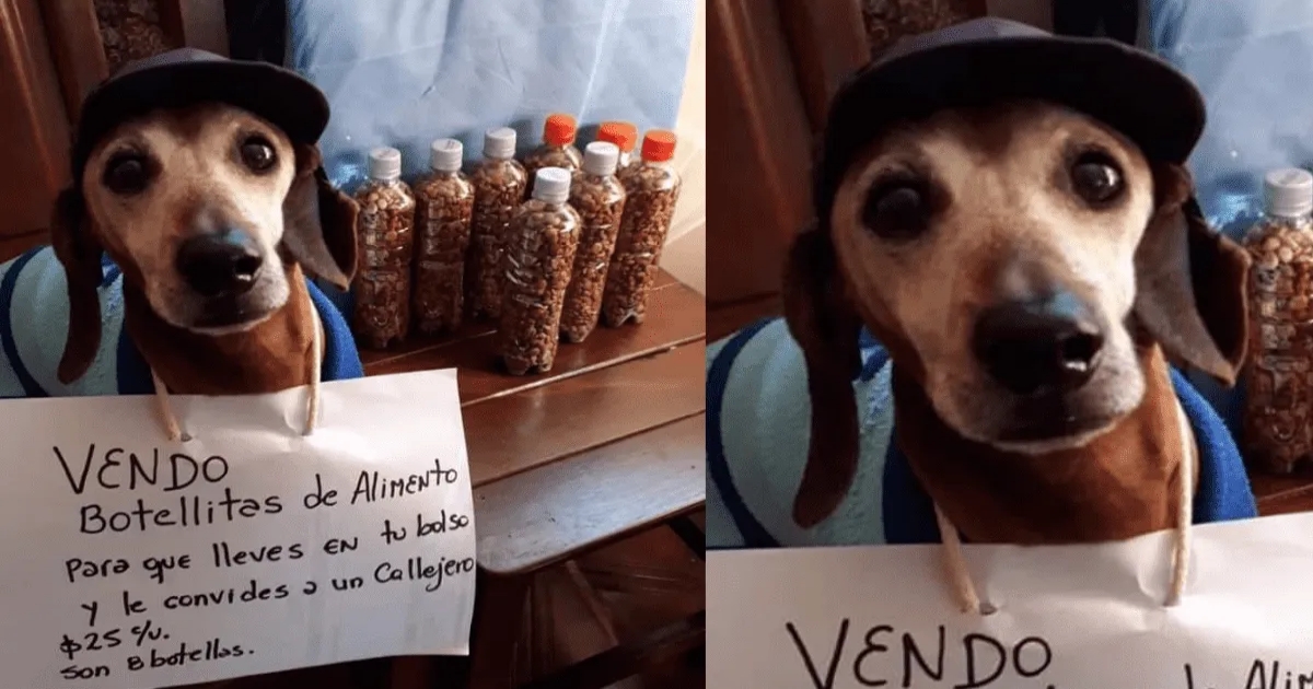 Bassotto vende cibo per animali "così puoi portarlo nella borsa e condividerlo con un randagio"