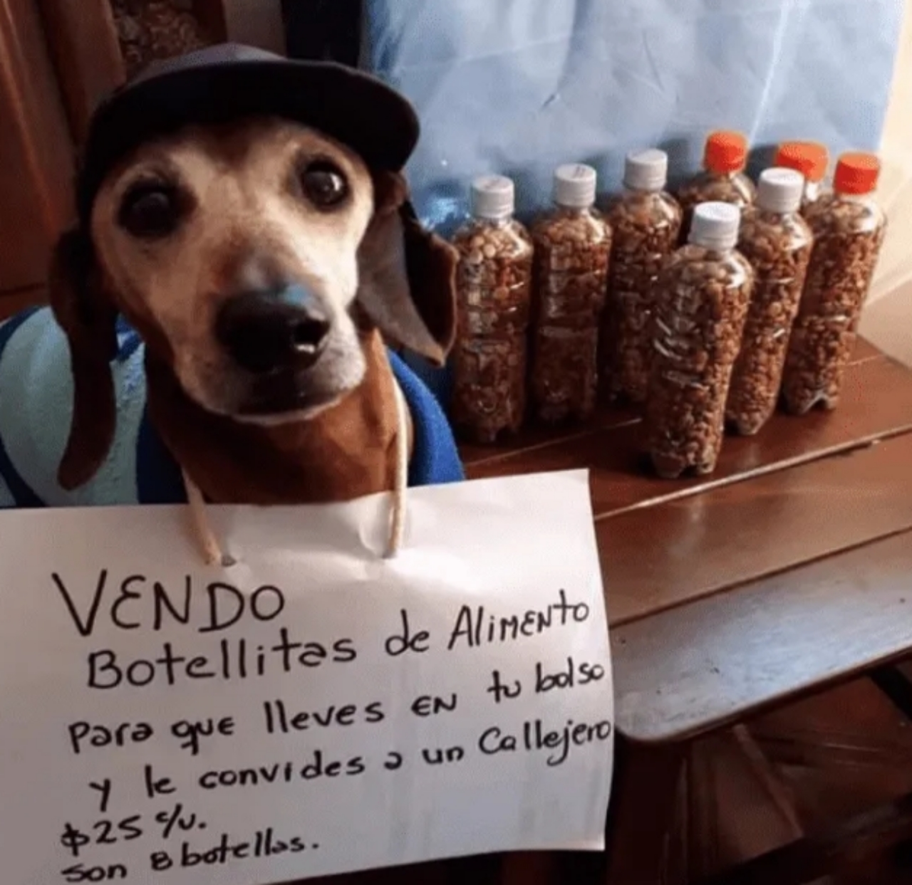 Bassotto vende cibo per animali "così puoi portarlo nella borsa e condividerlo con un randagio"