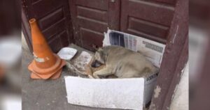 Cagnolina randagia va alla ricerca di una casa amorevole e duratura dopo anni difficili