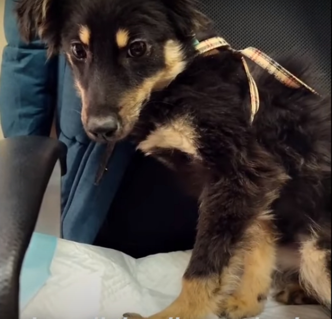 Cagnolina spaventata si nascondeva sempre in un angolo, a causa degli abusi subiti in un rifugio, fino a quando non è riuscita a salvarsi.