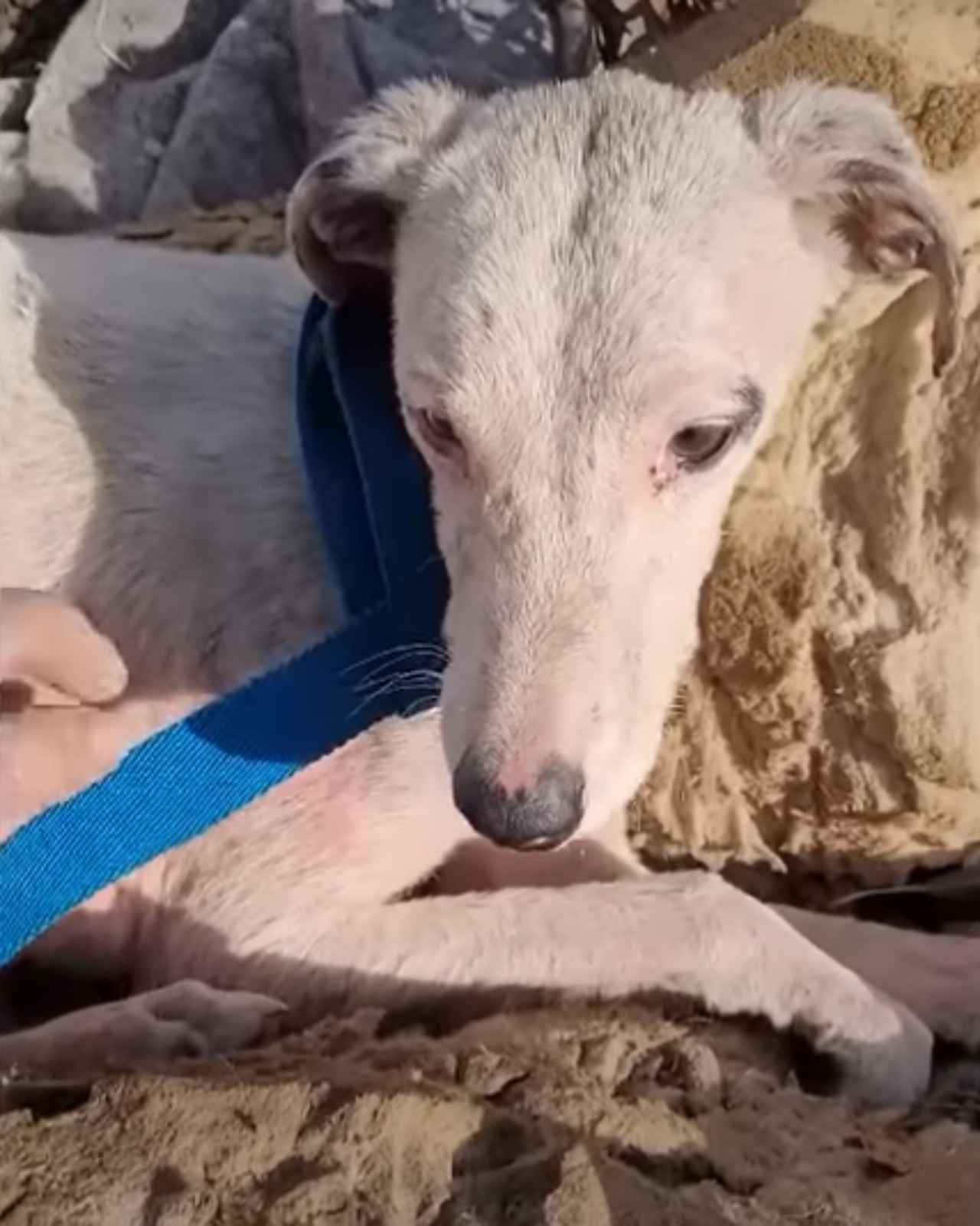 cagnolino randagio era in pessime condizioni