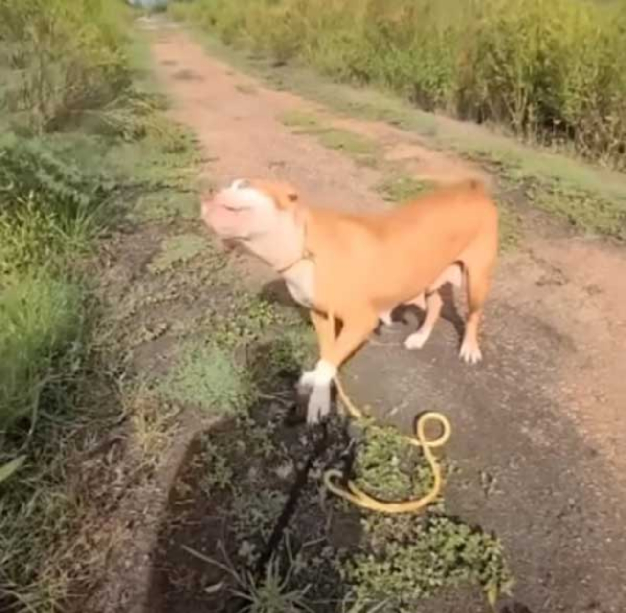 cane incinta rimane legato e abbandonato sotto la pioggia battente