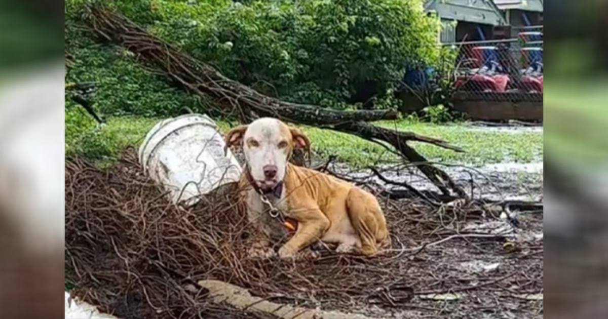 cane incinta rimane legato e abbandonato sotto la pioggia battente