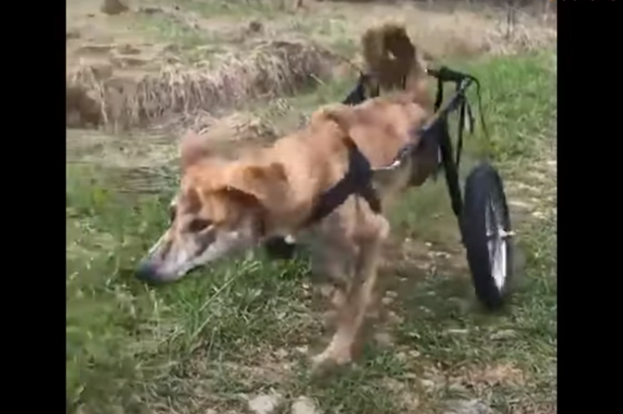 Cucciolo in carrozzina cerca una famiglia che lo adotti, nonostante il suo difetto congenito alle gambe posteriori.