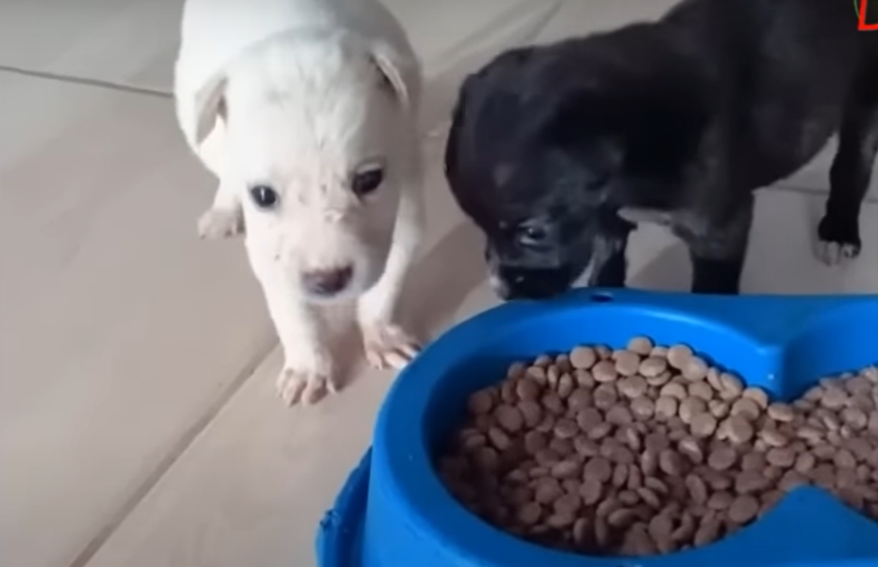 Donna trova due adorabili cuccioli abbandonati in una scatola, durante una passeggiata nei pressi della sua abitazione.