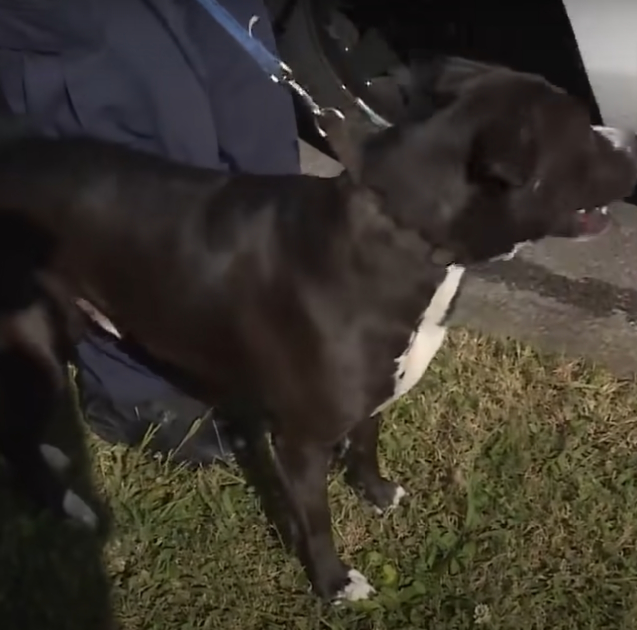 pitbull randagio protegge un bambino scomparso