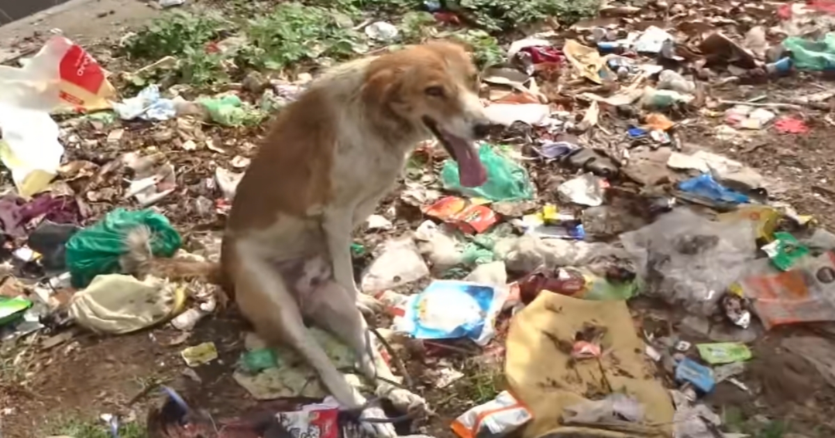 soccorritori riescono a salvare questo cane che strisciava tra la spazzatura
