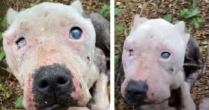 Una donna trova un pitbull scheletrico e cieco nel bosco in attesa di essere salvato (VIDEO)