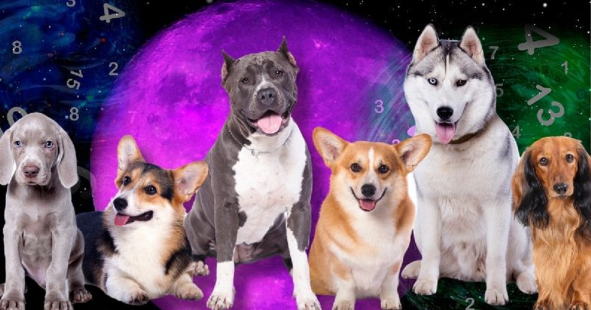astrologia data nascita razza cane