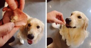 Il padrone pensa di essere furbo avvolgendo le medicine nella fetta di salame, ma il suo Golden Retriever lo frega (VIDEO)