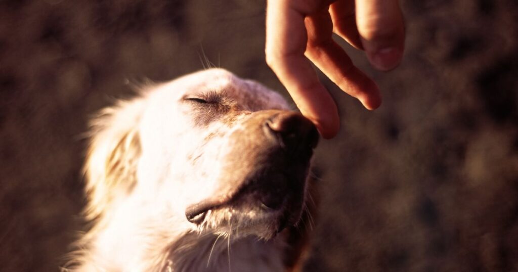 4 segnali con cui il vostro cane vi dice che si fida di voi… sapete riconoscerli?