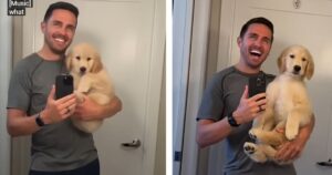 La trasformazione di un Golden Retriever: da cucciolo ad adolescente (VIDEO)