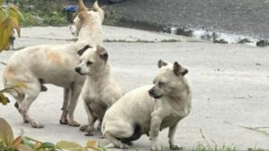 Trio di cuccioli abbandonati si protegge a vicenda in attesa di soccorso