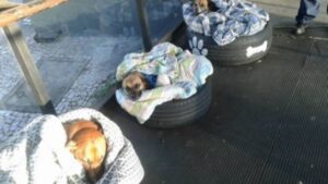 Ciò che questa stazione degli autobus ha fatto per i cani senza casa durante l’inverno ripristinerà la tua fede nell’umanità