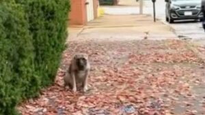 Cagnolino si siede sul marciapiede piangendo dopo che la sua famiglia se ne è andata per sempre